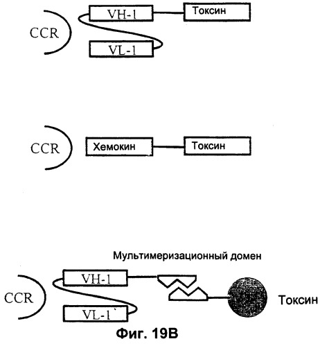 Конструкции антител и хемокинов и их применение при иммунологических нарушениях (патент 2252786)