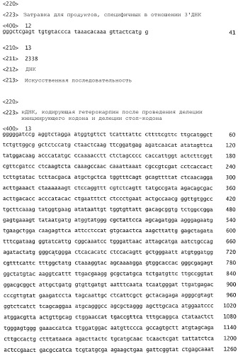 Способ получения рекомбинантного гетерокарпина (патент 2359033)