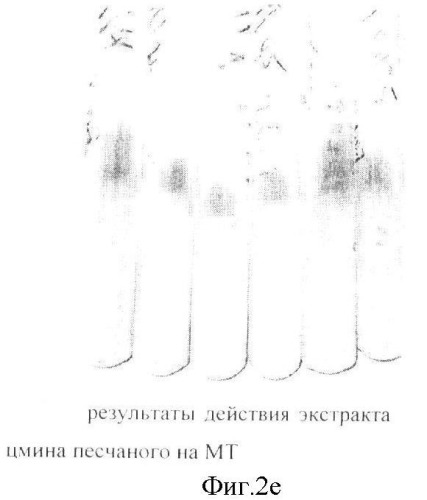 Экстракт солодки голой, обладающий противотуберкулезной активностью (патент 2362577)