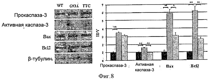 Применение последовательности, кодирующей с-концевой домен тяжелой цепи токсина столбняка, в качестве лекарственного средства (патент 2495676)