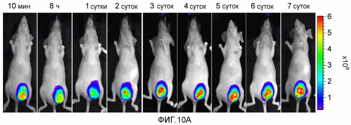 Конъюгаты rgd-(бактерио)хлорофилл для фотодинамической терапии и визуализации некротических опухолей (патент 2518296)