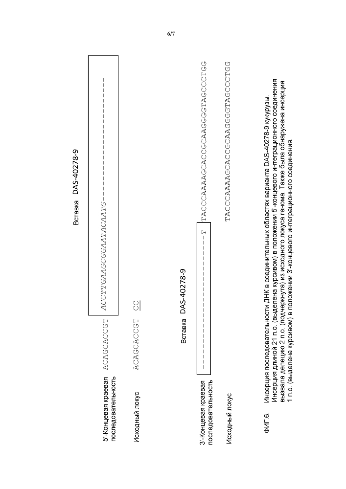 Событие das-40278-9 aad-1, родственные линии трансгенной кукурузы и их событие-специфическая идентификация (патент 2614120)