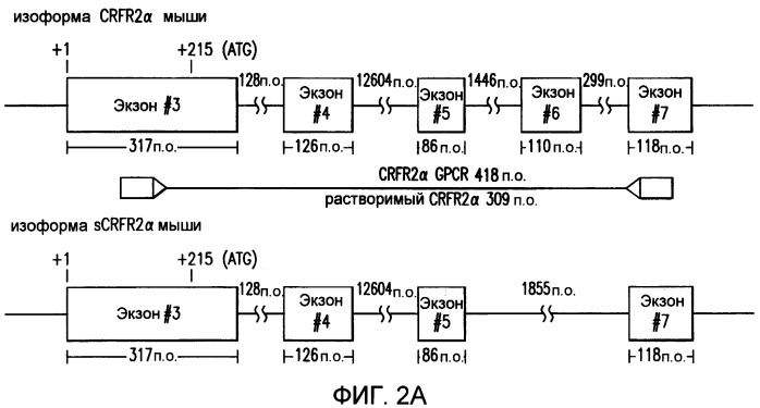 Композиции и способы, связанные с растворимыми сопряженными с g-белком рецепторами (sgpcr) (патент 2423378)