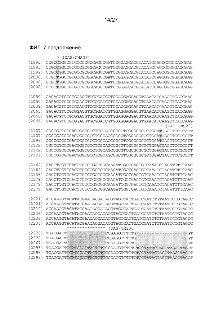 Ген-восстановитель rf4 для цитоплазматической мужской стерильности (cms) c-типа кукурузы, молекулярные маркеры и их применение (патент 2603005)