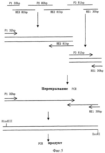 Одноцепочечное цикличное триспецифическое антитело (патент 2355705)