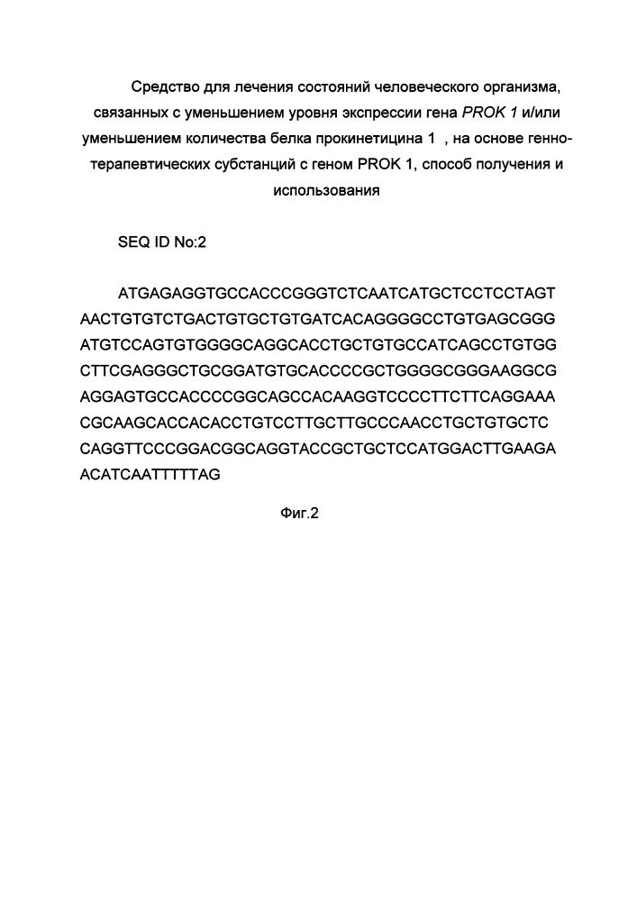 Средство для лечения состояний человеческого организма, связанных с уменьшением уровня экспрессии гена prok 1 и/или уменьшением количества белка прокинетицина 1 на основе генно-терапевтических субстанций с геном prok 1, способ получения и использования (патент 2662944)