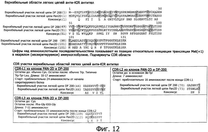 Композиции и способы регуляции клеточной активности nk (патент 2404993)