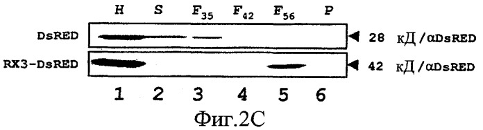 Получение биологически активных белков (патент 2441911)