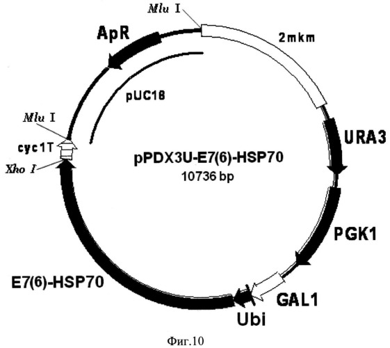 Способ микробиологического синтеза гибридного белка е7-hsp70 (варианты) (патент 2546917)