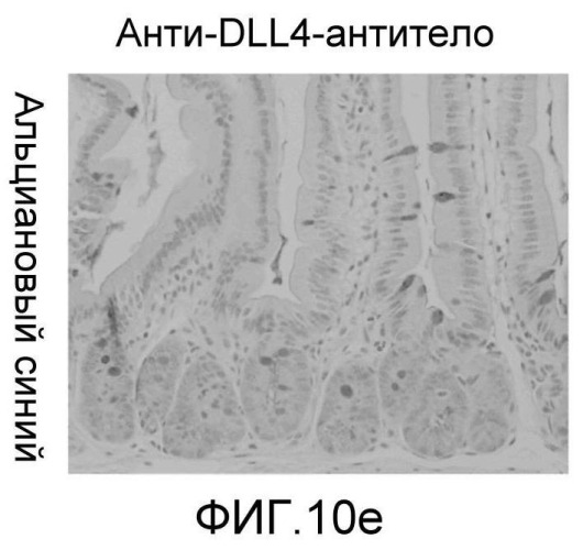 Антитела против dll4 и способы их применения (патент 2415869)