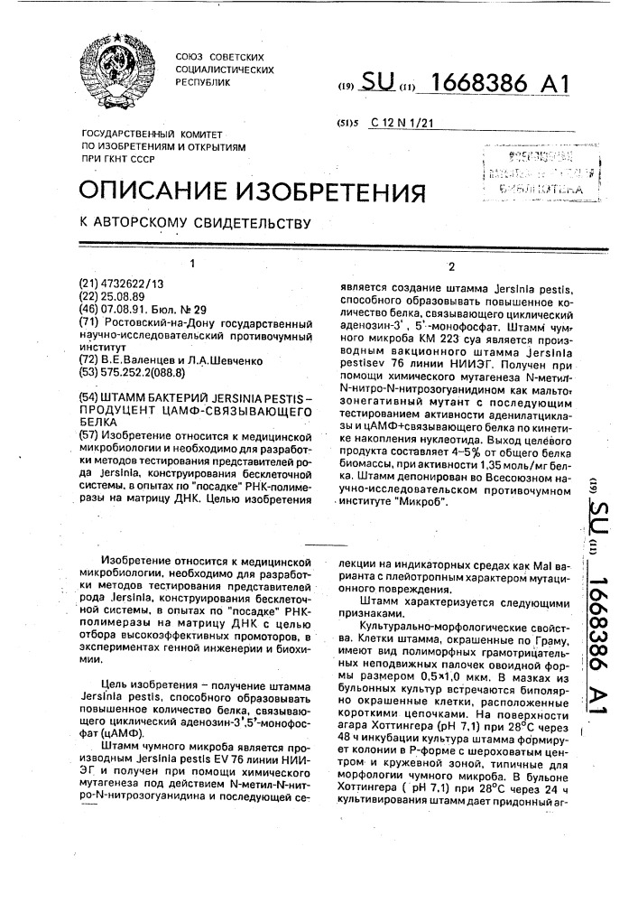 Штамм бактерий jersinia реsтis - продуцент цамф- связываюшего белка (патент 1668386)