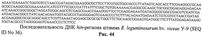 Способ идентификации и дифференциации прокариотических организмов (патент 2486251)