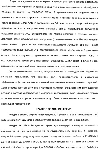 Фармацевтический препарат и способ лечения злокачественных опухолей у человека с помощью аргининовой депривации (патент 2335539)