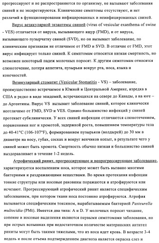 Поливалентные иммуногенные композиции pcv2 и способы получения таких композиций (патент 2488407)