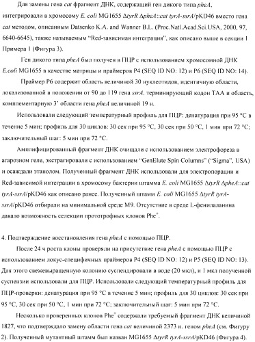 Способ получения аминокислот с использованием бактерии, принадлежащей к роду escherichia (патент 2396336)