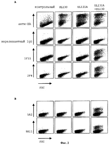 Антитела, нейтрализующие цитомегаловирус человека, и их применение (патент 2469045)