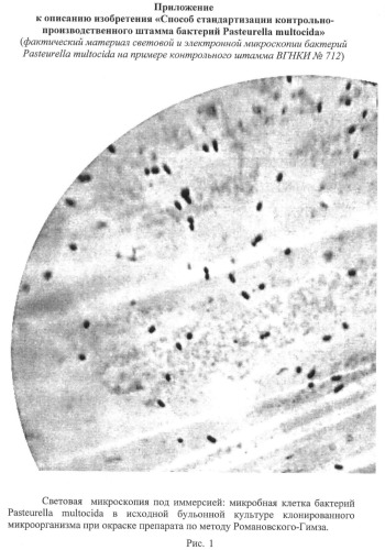Способ стандартизации контрольно-производственного штамма бактерий pasteurella multocida (патент 2445367)