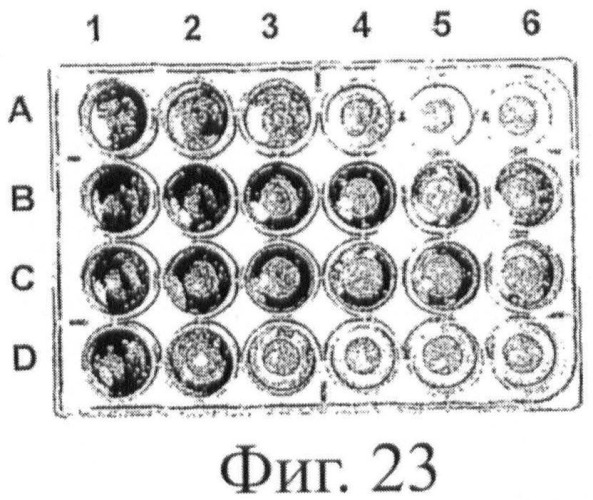 Гипоаллергенный слитый белок, молекула нуклеиновой кислоты, кодирующая его, вектор экспрессии, клетка-хозяин, вакцинная композиция и его применение (патент 2486206)