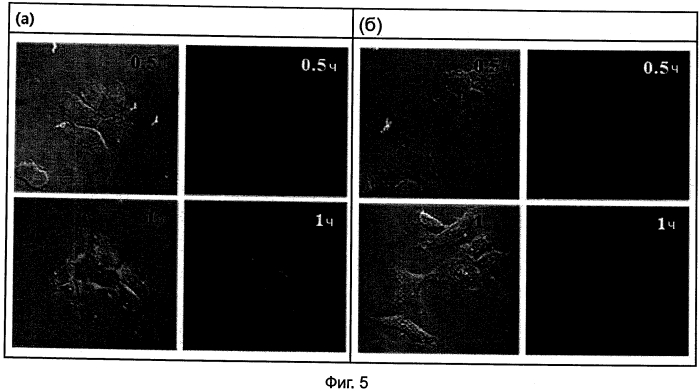 Производные пептидо-нуклеиновых кислот с хорошей клеточной пенетрацией и сильной аффинностью к нуклеиновой кислоте (патент 2564032)