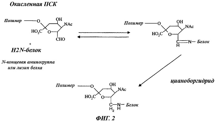N-концевое полисиалилирование (патент 2432175)