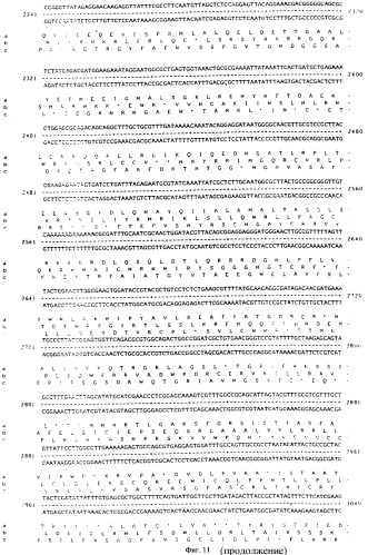 Vgc2 днк salmonella typhimurium, мутантная бактерия, обладающая пониженной способностью к адаптации к условиям окружающей среды, и способ ее получения (патент 2370541)