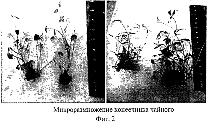 Способ размножения копеечника чайного (hedysarum theinum krasnob.) (патент 2547593)