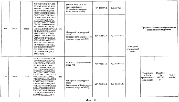 Бактериофаг, обладающий активностью против pseudomonas aeruginosa, белки бактериофага и способы их применения (патент 2580248)