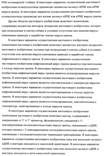 Способы и композиции для экспрессии антисмысловой вирусной рнк в клетках собаки (патент 2457250)