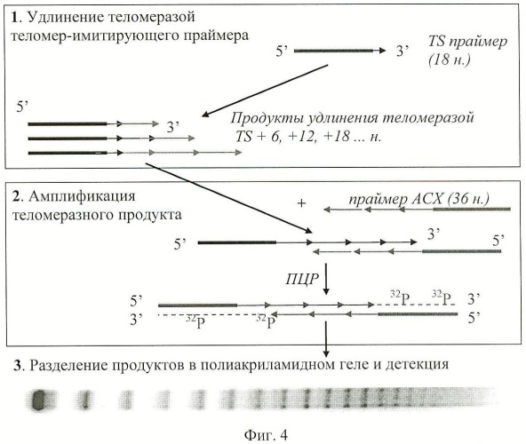 Ингибиторы теломеразы и способ их получения (патент 2468030)