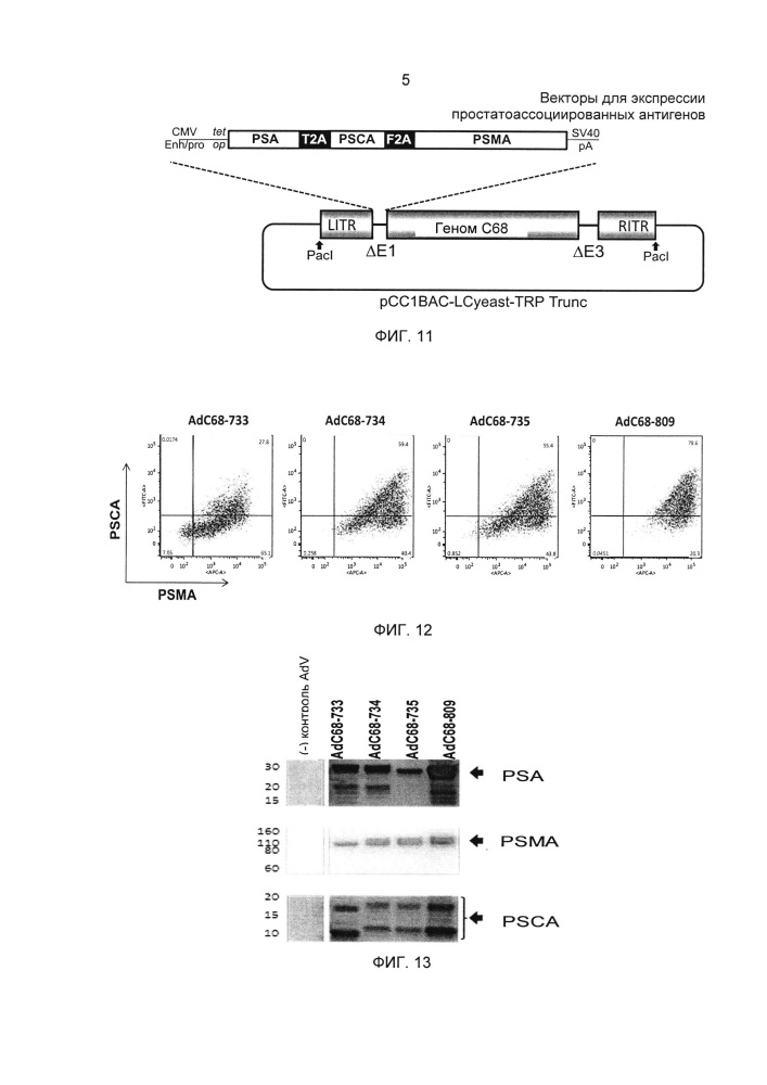 Векторы для экспрессии простатоассоциированных антигенов (патент 2650860)