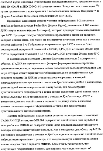 Вариант кукурузы mir604 (патент 2351122)