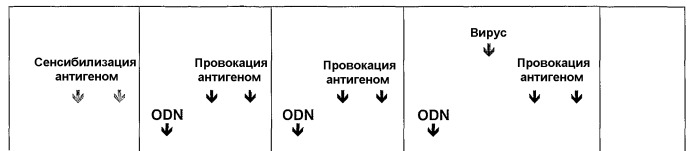 Полумягкие иммуностимулирующие олигонуклеотиды с-класса (патент 2393223)