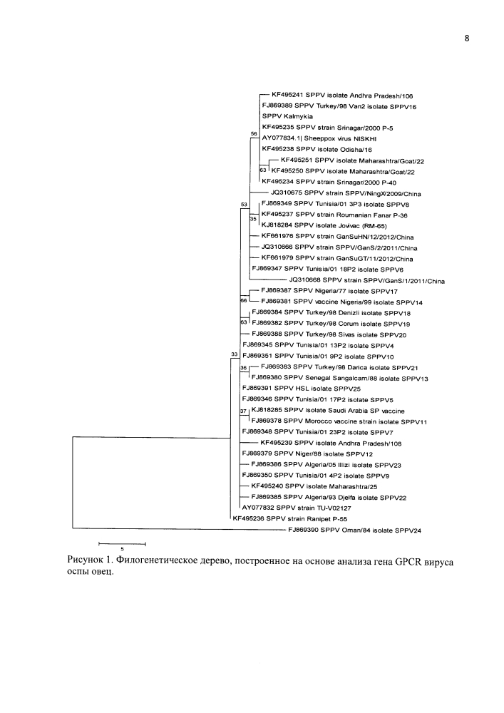 Штамм "калмыкия-16" вируса оспы овец для вирусологических, молекулярно-генетических, мониторинговых исследований, изготовления вакцин и диагностических препаратов (патент 2647768)