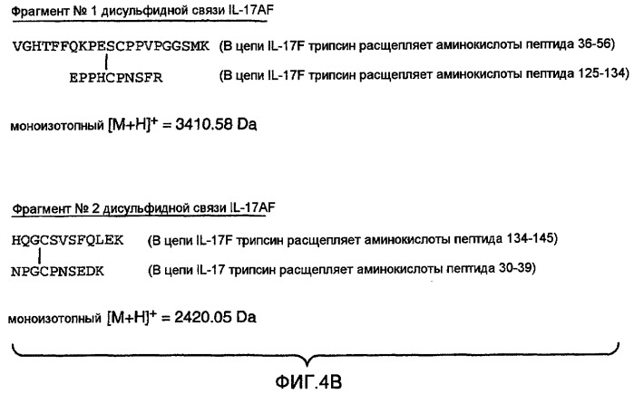 Гетеродимерные полипептиды il-17 a/f и возможности их лечебного применения (патент 2440134)