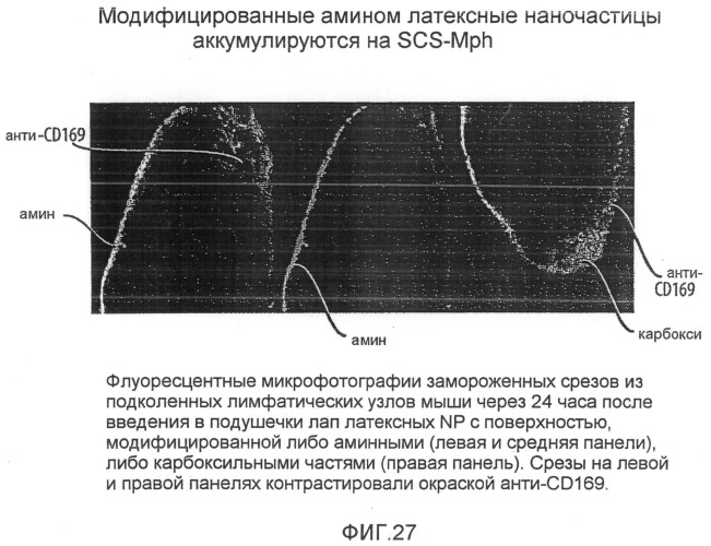 Нацеливание на антигенпрезентирующие клетки иммунонанотерапевтических средств (патент 2497542)