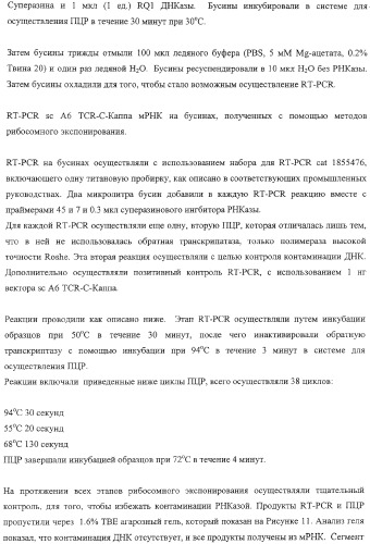 Экспонирование т-клеточных рецепторов (патент 2346004)