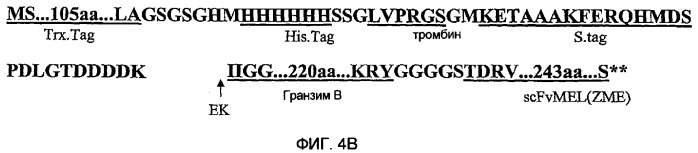 Терапевтические агенты, содержащие проапоптозные белки (патент 2319709)