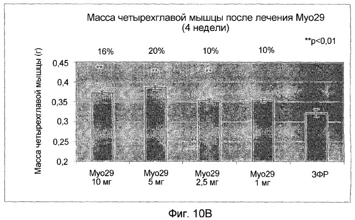 Нейтрализующие антитела против gdf-8 и их применение (патент 2360925)