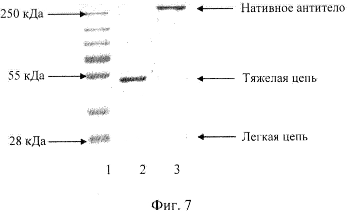 Рекомбинантная плазмидная днк pcl2h-1i1g, обеспечивающая синтез полипептида со свойствами легкой цепи антитела человека против интерлейкина-18, рекомбинантная плазмидная днк pch2g-1i1g, обеспечивающая синтез полипептида со свойствами тяжелой цепи антитела человека против интерлейкина-18, и рекомбинантное антитело человека fh1i1g, обладающее способностью связывать интерлейкин-18 (патент 2562857)