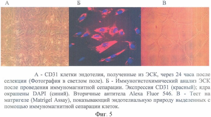Способ получения эндотелиальных клеток из эмбриональных стволовых клеток человека (варианты) (патент 2359030)