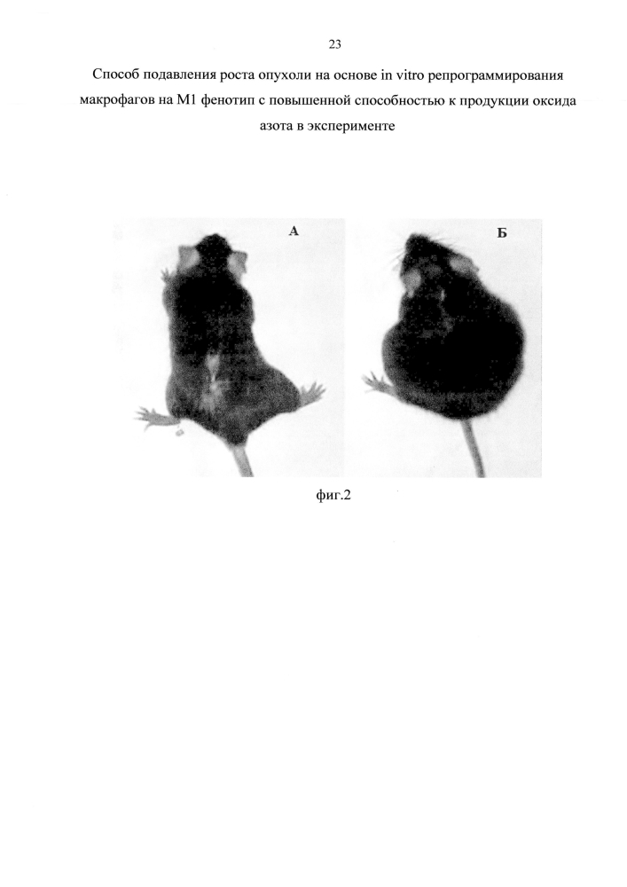 Способ подавления роста опухоли основе in vitro репрограммирования макрофагов на м1 фенотип с повышенной способностью к продукции оксида азота в эксперименте (патент 2599545)