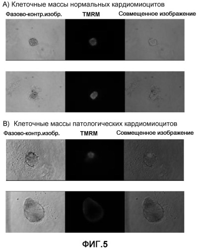 Способ конструирования массы миокардиальных клеток и применение массы миокардиальных клеток (патент 2467066)