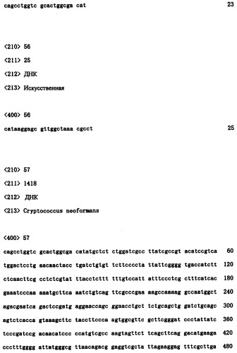 Ген синтеза клеточной стенки грибков (патент 2286387)