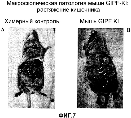 Желудочно-кишечный пролиферативный фактор и его применения (патент 2343158)