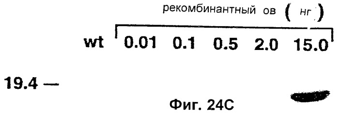 Полипептид ожирения (ов)(варианты), его аналог (варианты) и слитый белок (варианты), изолированная молекула нуклеиновой кислоты, молекула днк, рекомбинантный вектор клонирования, рекомбинантный вектор экспрессии, фармацевтическая композиция, моноклональное и поликлональное антитело (патент 2273645)