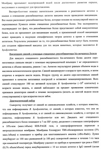 Гены и белки brachyspira hyodysenteriae и их применение (патент 2440369)