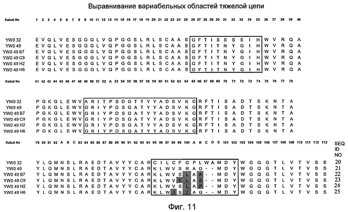 Анти-тат226 антитела и иммуноконъюгаты (патент 2448980)