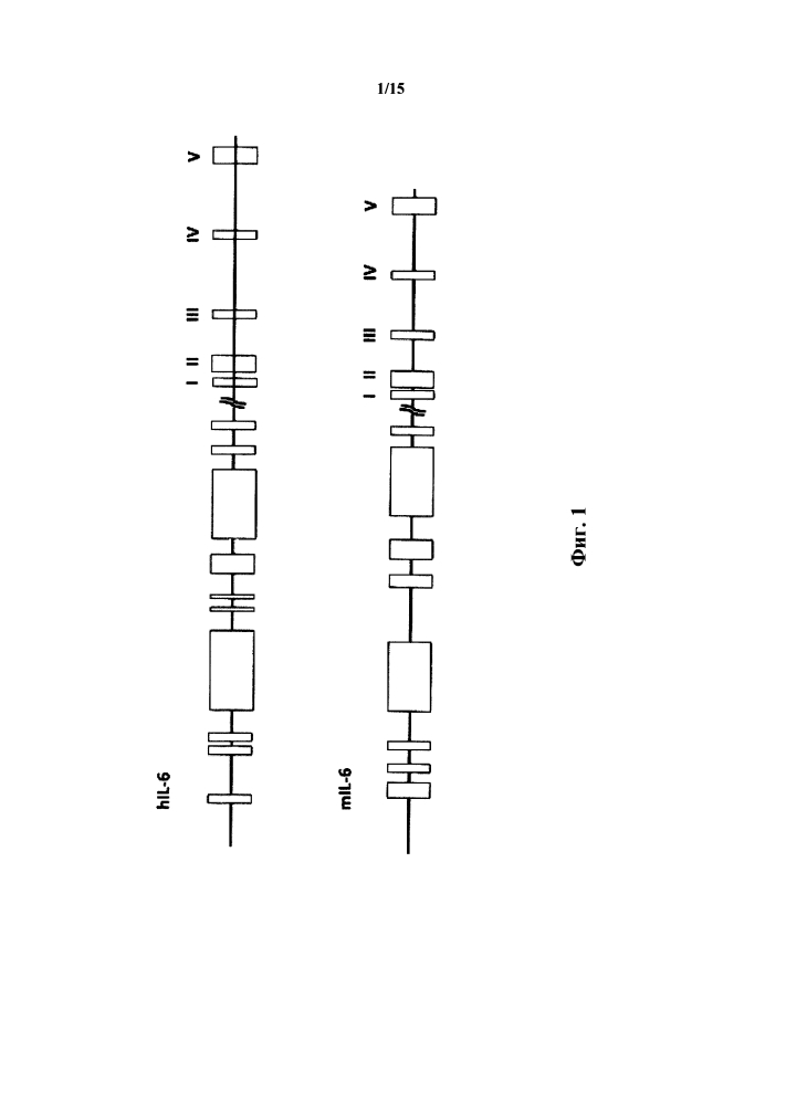 Гуманизированные il-6 и рецептор il-6 (патент 2634417)