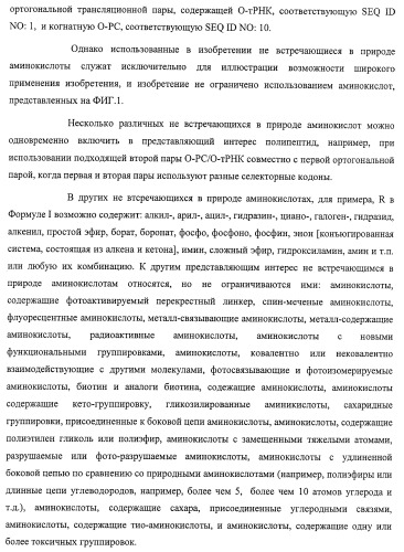 Система экспрессии компонентов ортогональной трансляции в эубактериальной клетке-хозяине (патент 2467069)