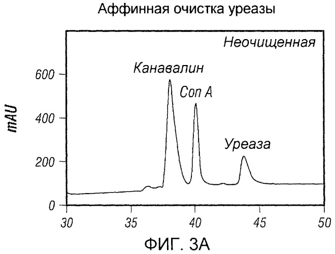 Использование уреазы для ингибирования роста раковых клеток (патент 2326691)